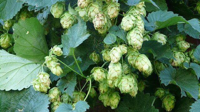 Hops